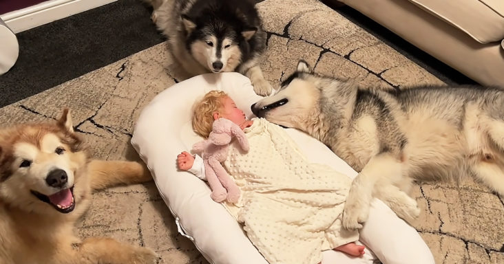 Baby with guard dogs
