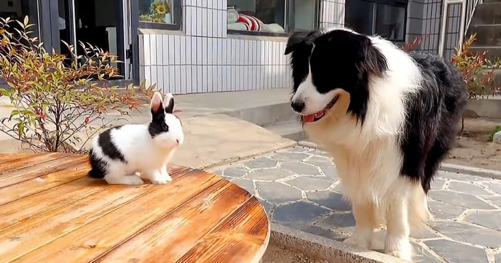Sweet dog and bunny