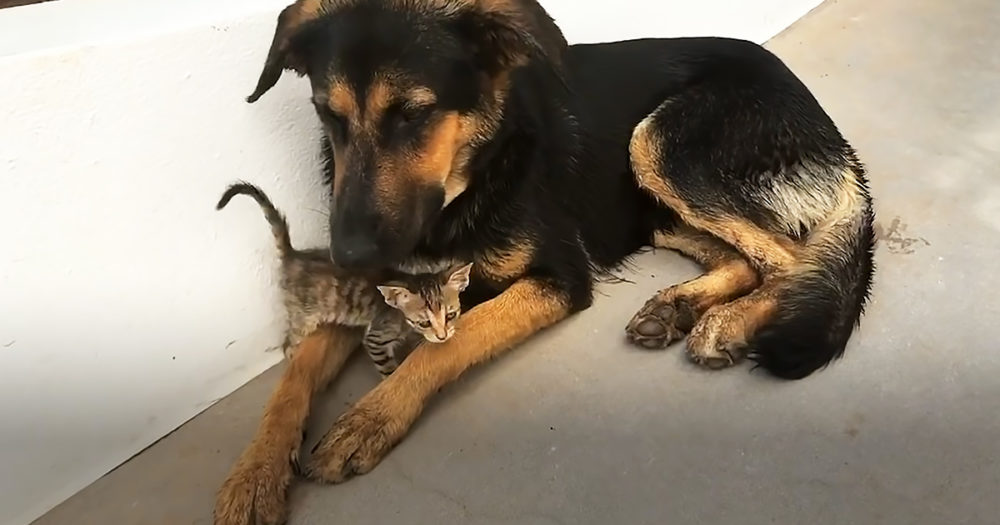 Stray kitten and dog