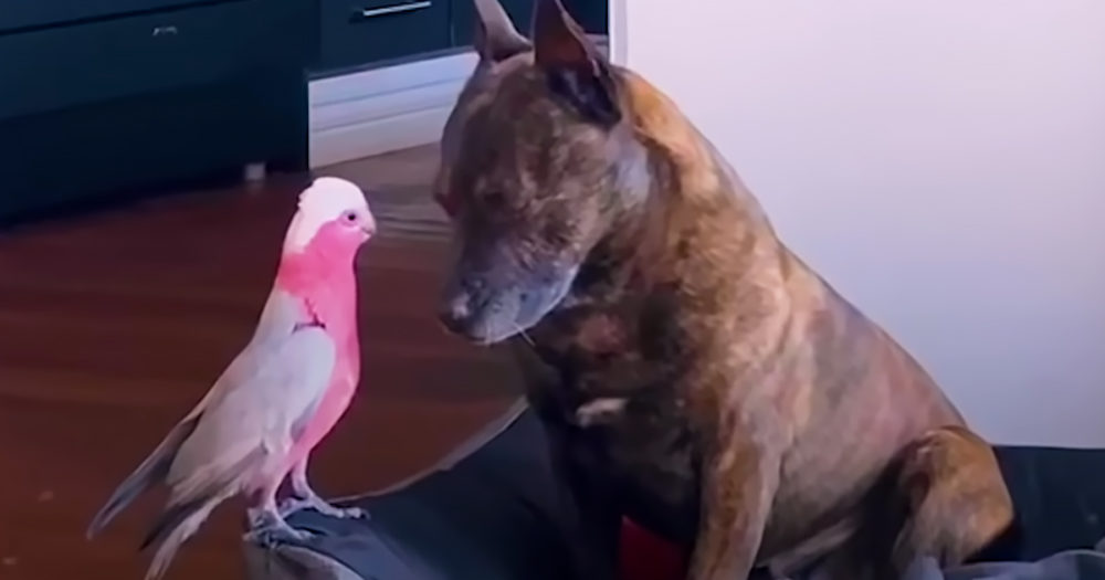 Dog and parrot