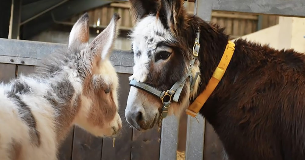 Orphaned baby donkey cried for days until he found a new mom
