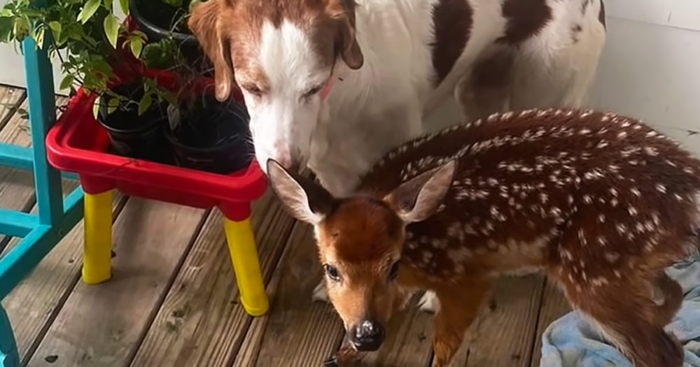 Rescued baby deer
