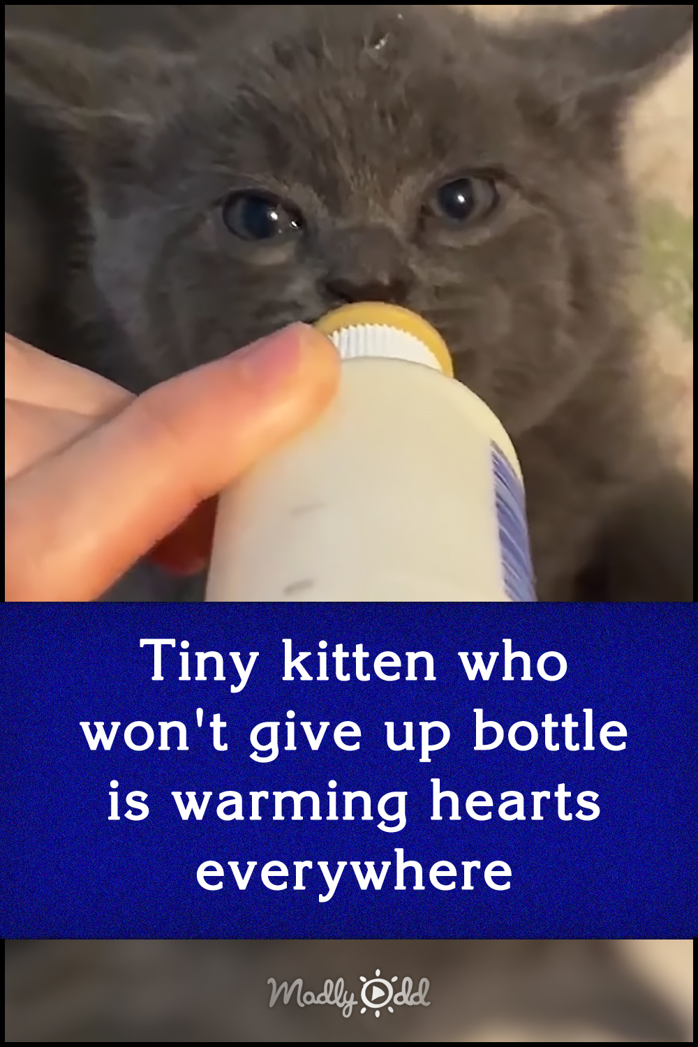 Tiny kitten who won\'t give up bottle is warming hearts everywhere