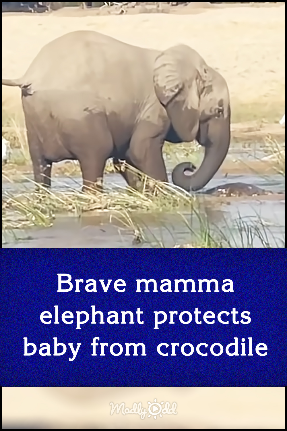Brave mamma elephant protects baby from crocodile