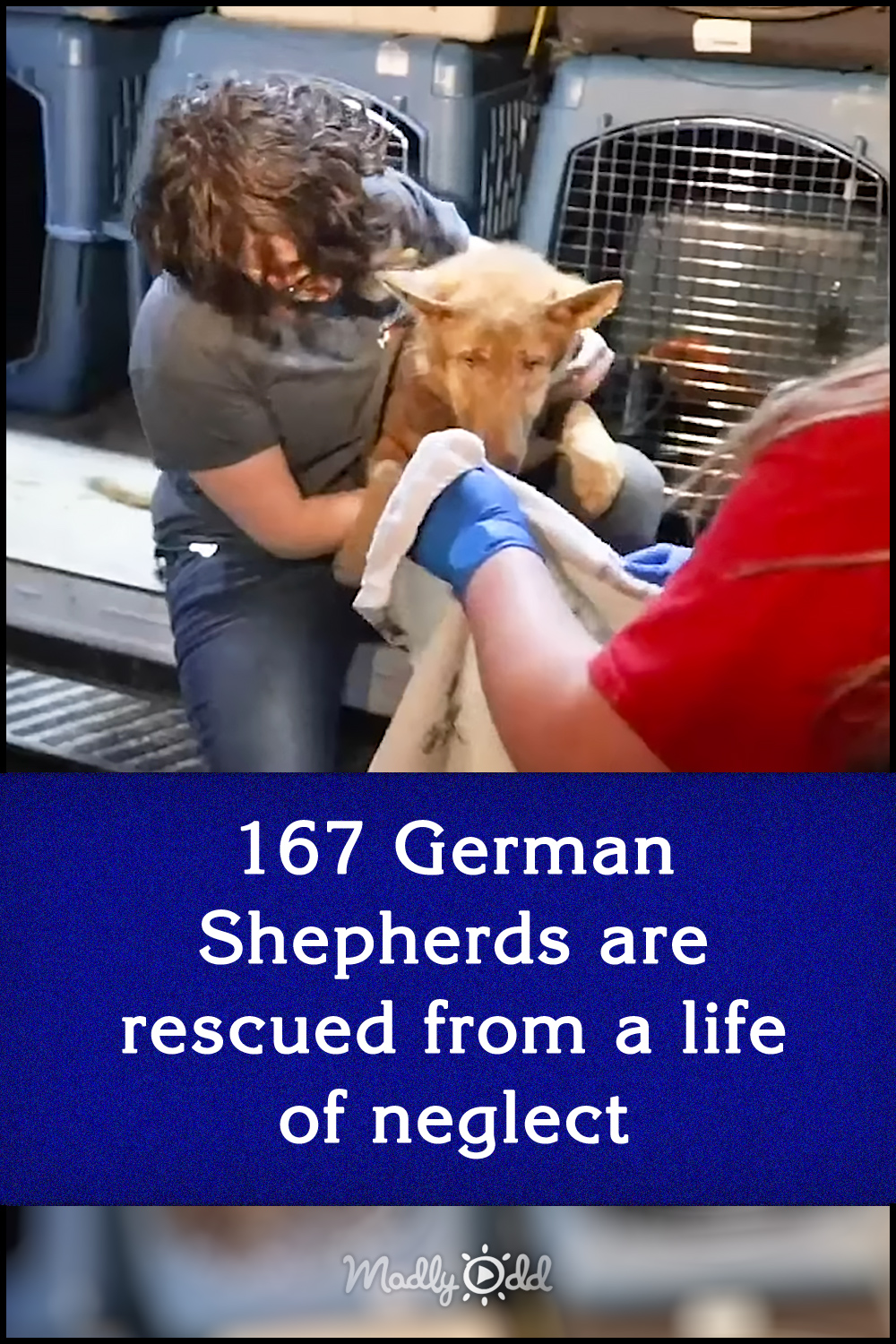 167 German Shepherds are rescued from a life of neglect