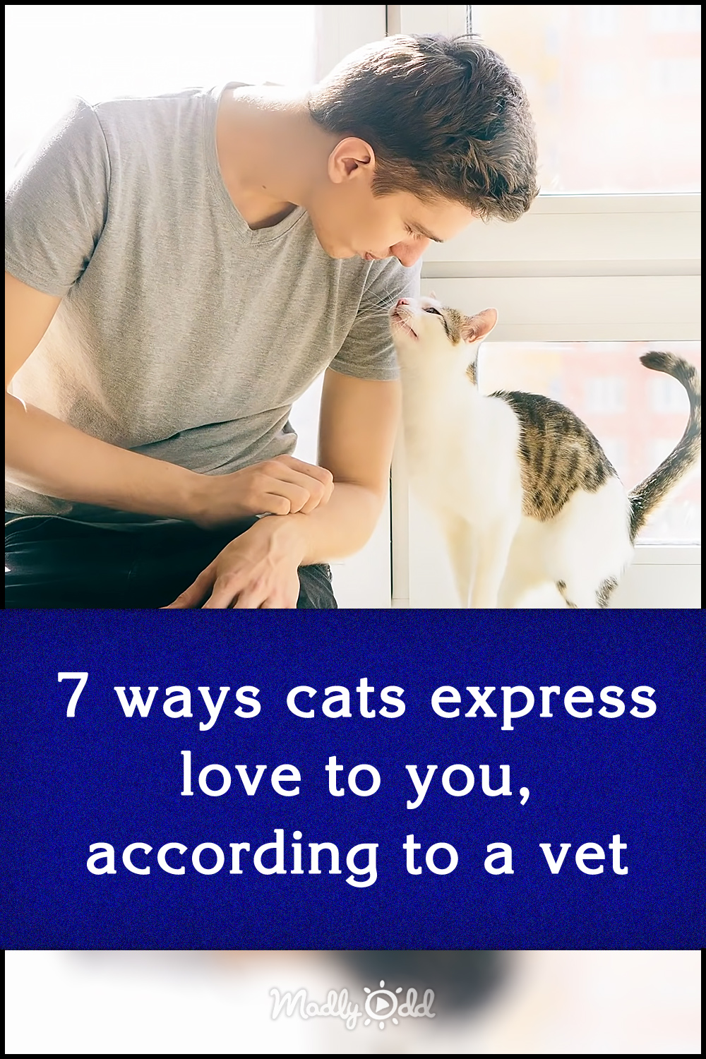 7 ways cats express love to you, according to a vet