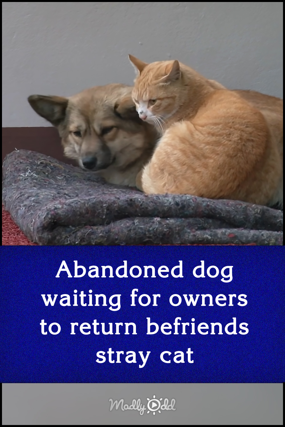 Abandoned dog waiting for owners to return befriends stray cat