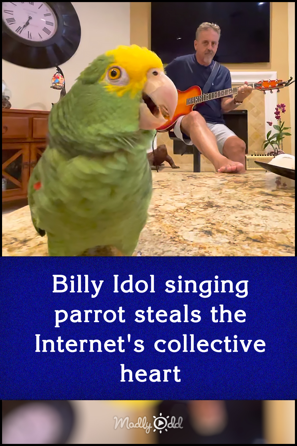 Billy Idol singing parrot steals the Internet\'s collective heart