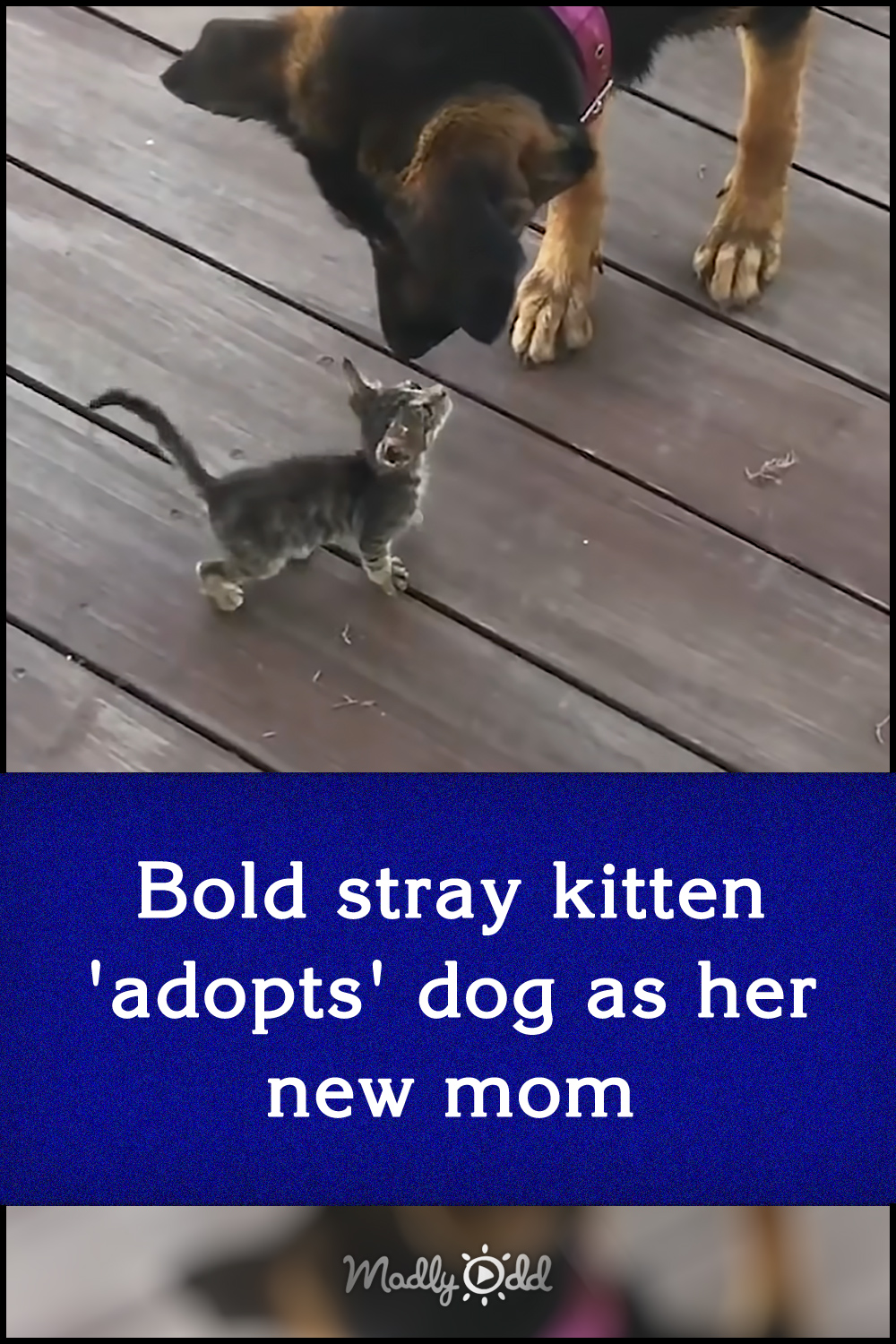 Bold stray kitten \'adopts\' dog as her new mom