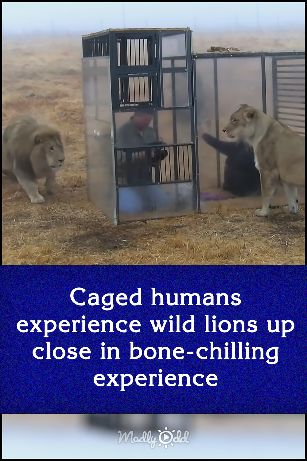 Caged humans experience wild lions up close in bone-chilling experience