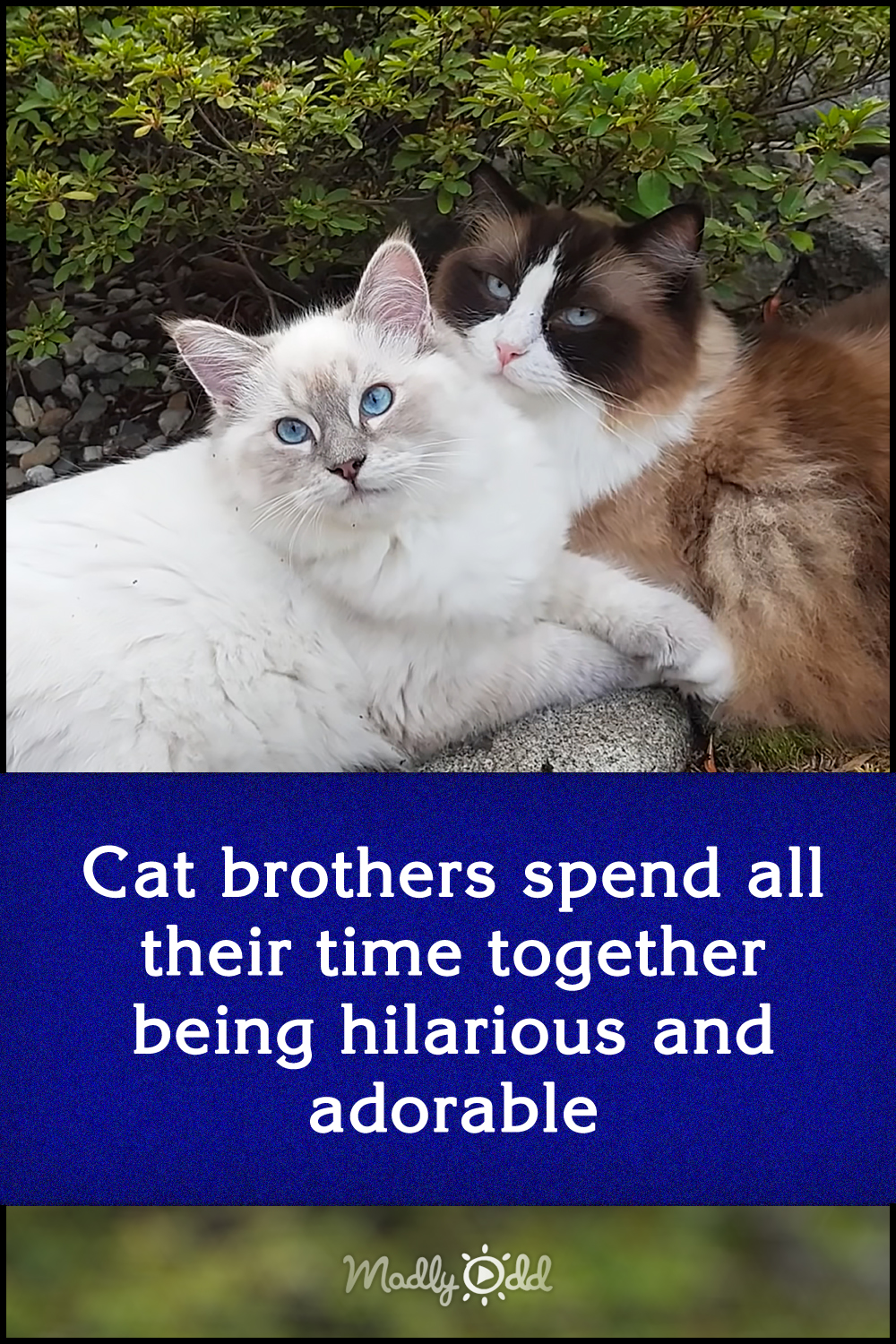 Cat brothers spend all their time together being hilarious and adorable