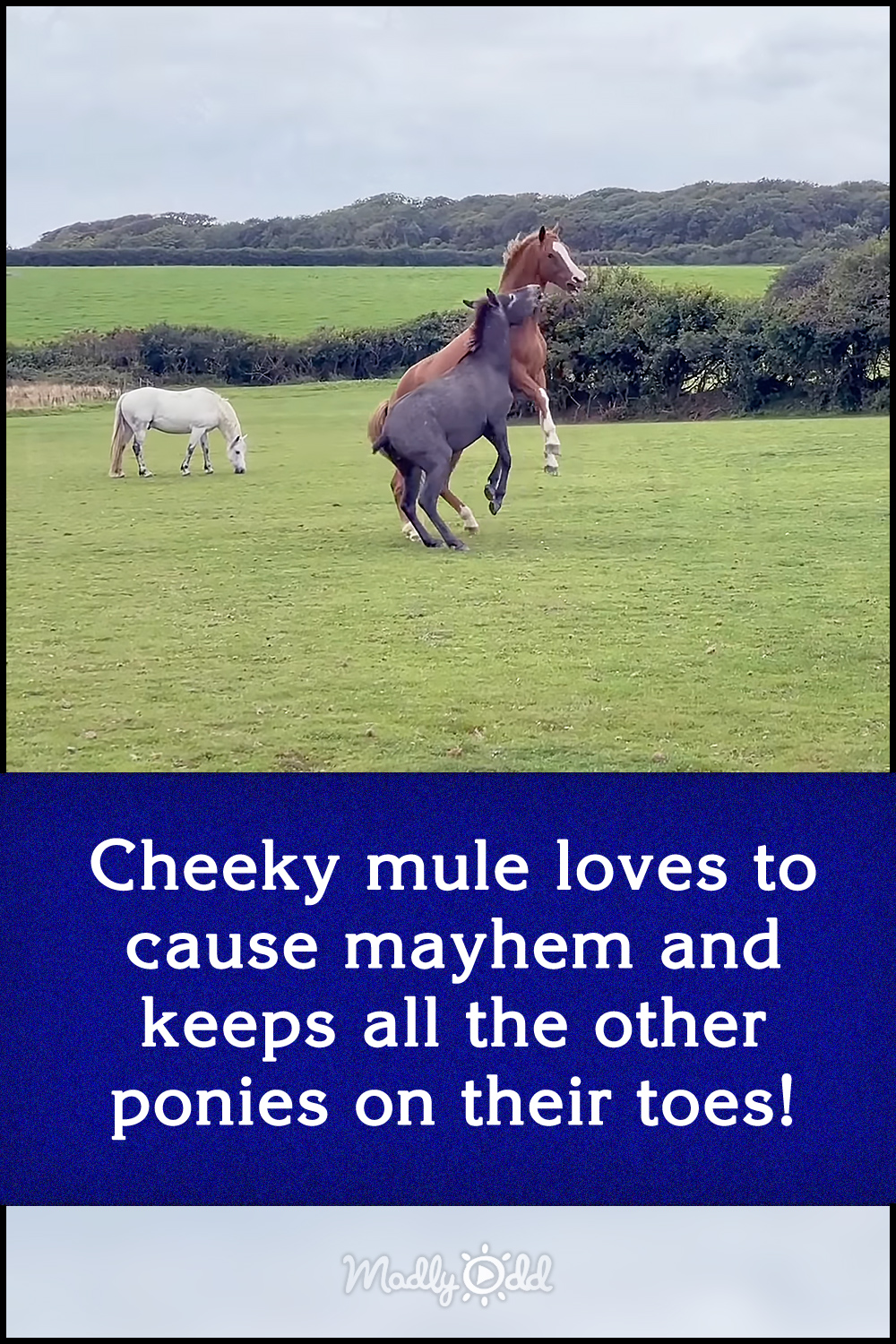 Cheeky mule loves to cause mayhem and keeps all the other ponies on their toes!