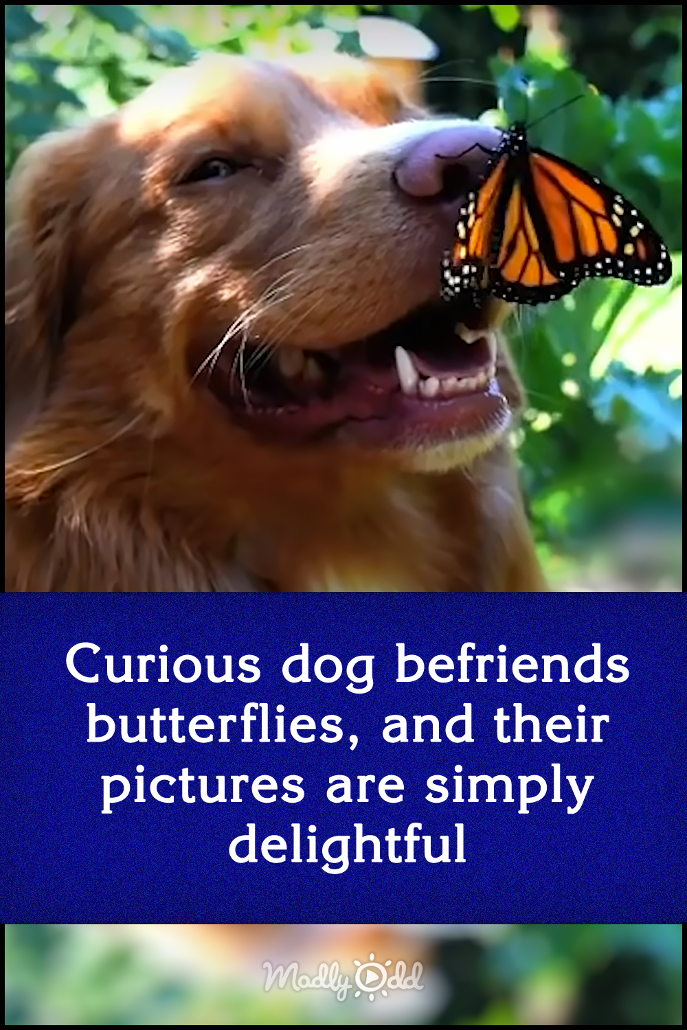 Curious dog befriends butterflies, and their pictures are simply delightful