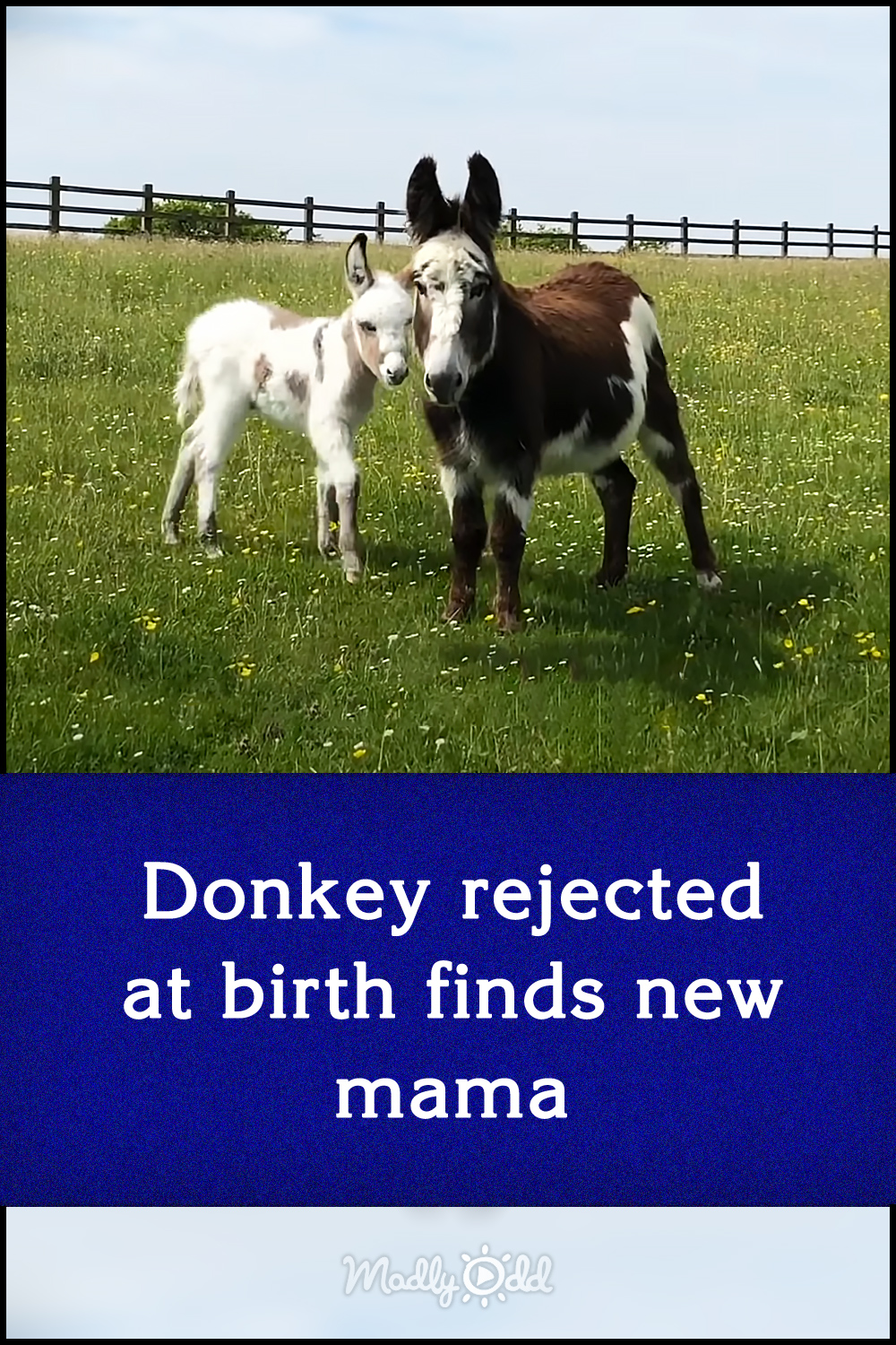 Donkey rejected at birth finds new mama