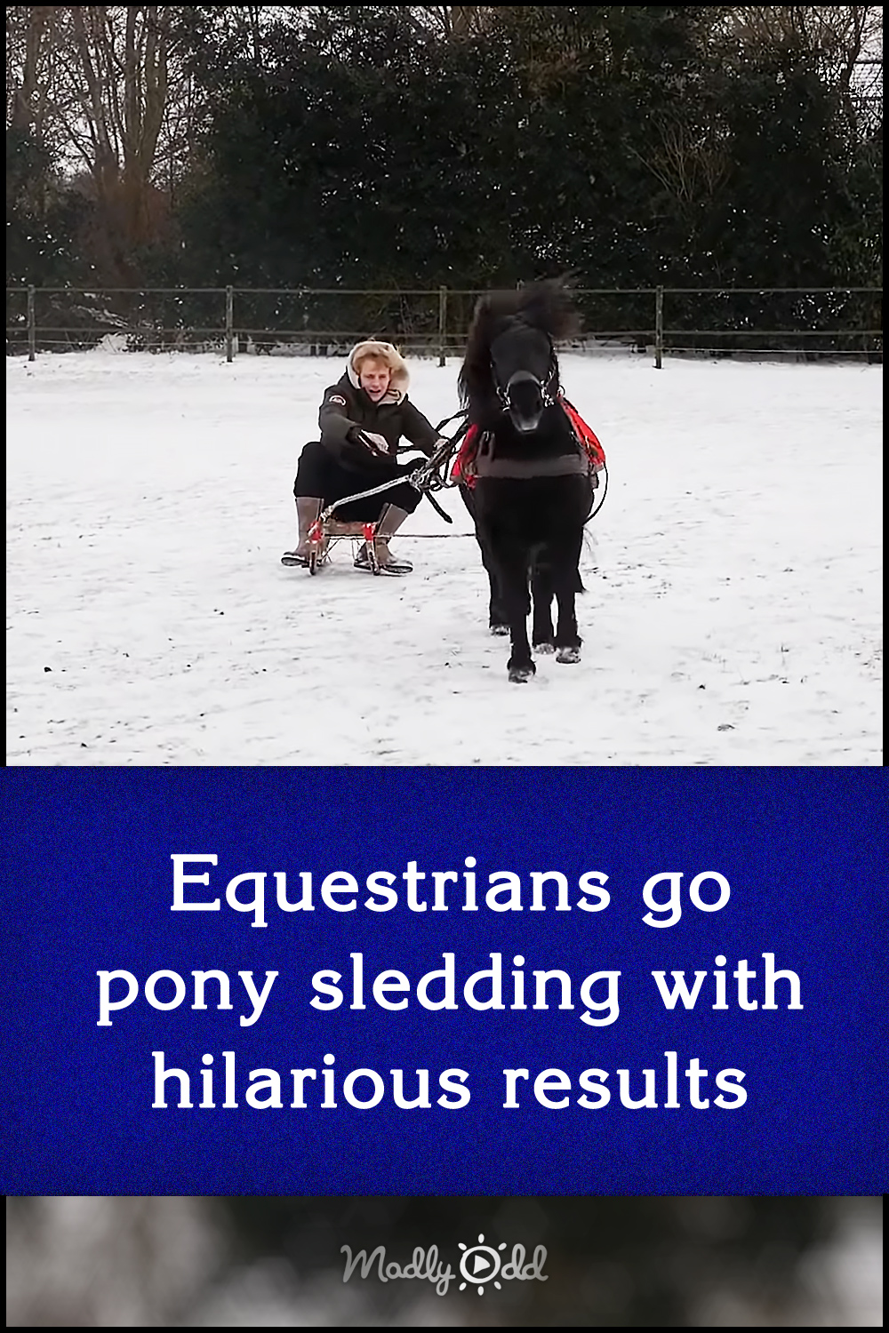 Equestrians go pony sledding with hilarious results