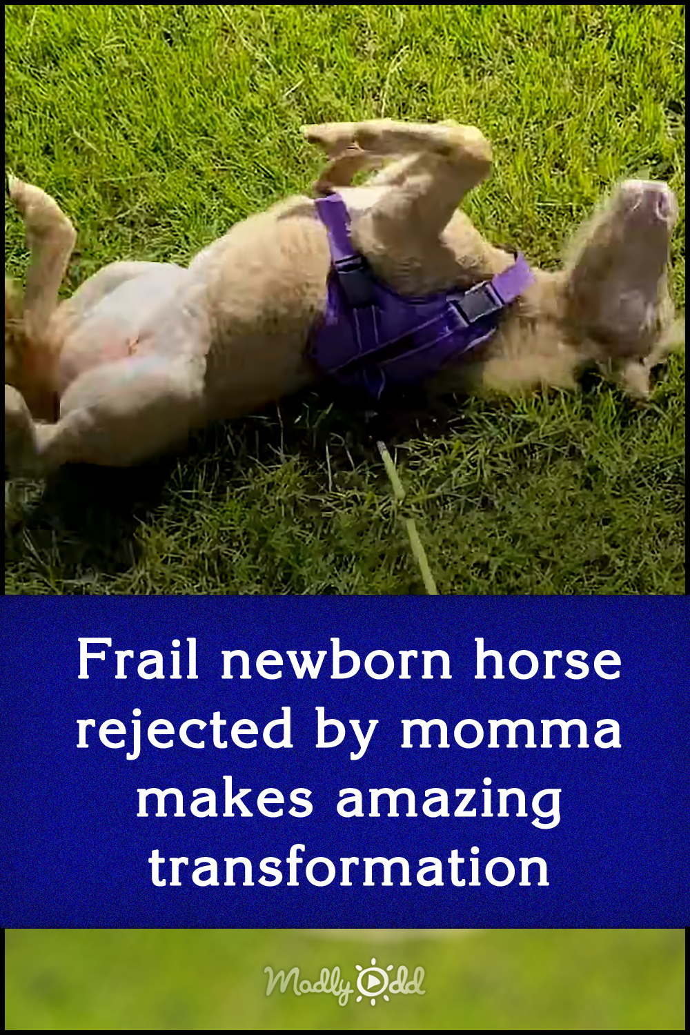 Frail newborn horse rejected by momma makes amazing transformation
