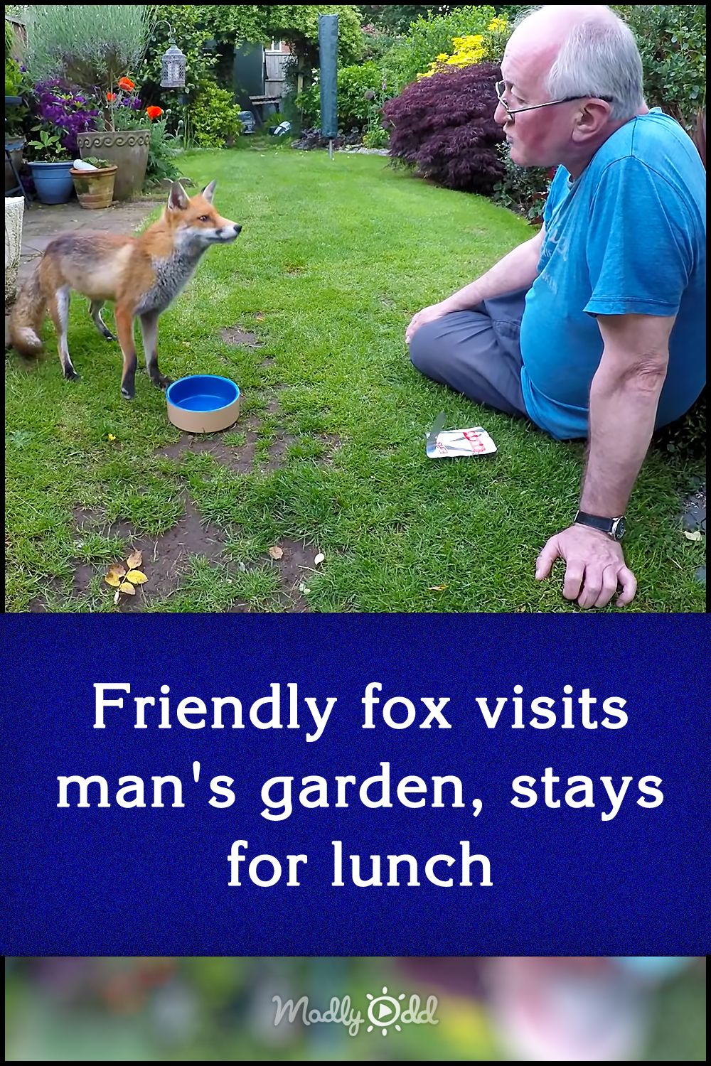 Friendly fox visits man\'s garden, stays for lunch