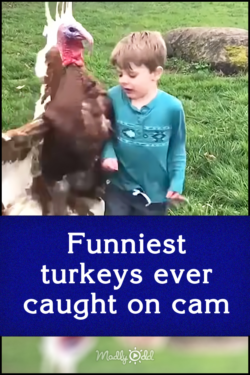 Funniest turkeys ever caught on cam