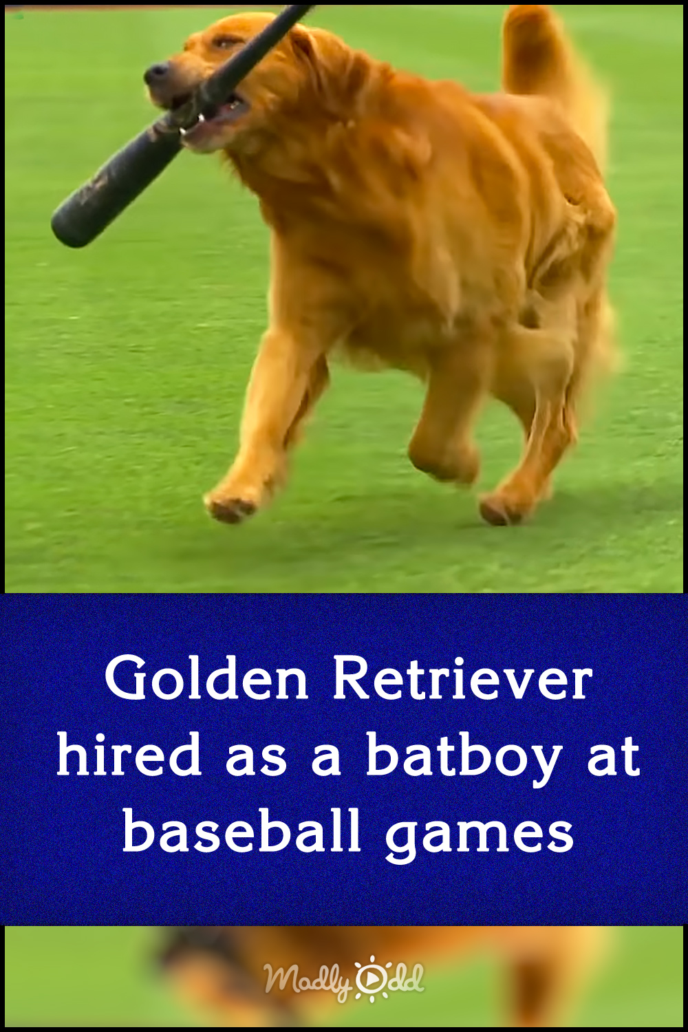 Golden Retriever hired as a batboy at baseball games