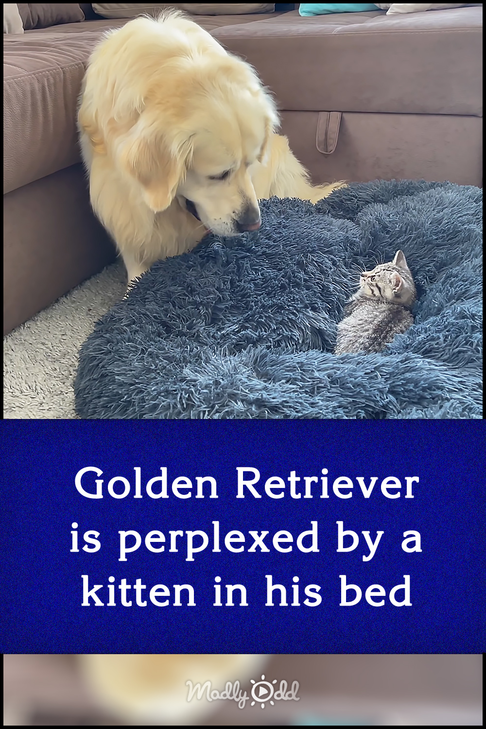 Golden Retriever is perplexed by a kitten in his bed