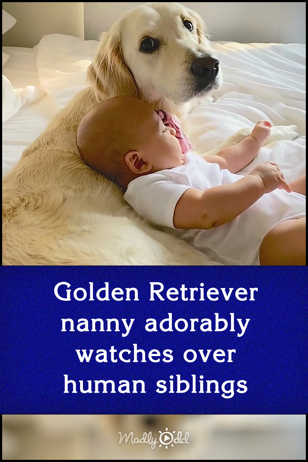 Golden Retriever nanny adorably watches over human siblings