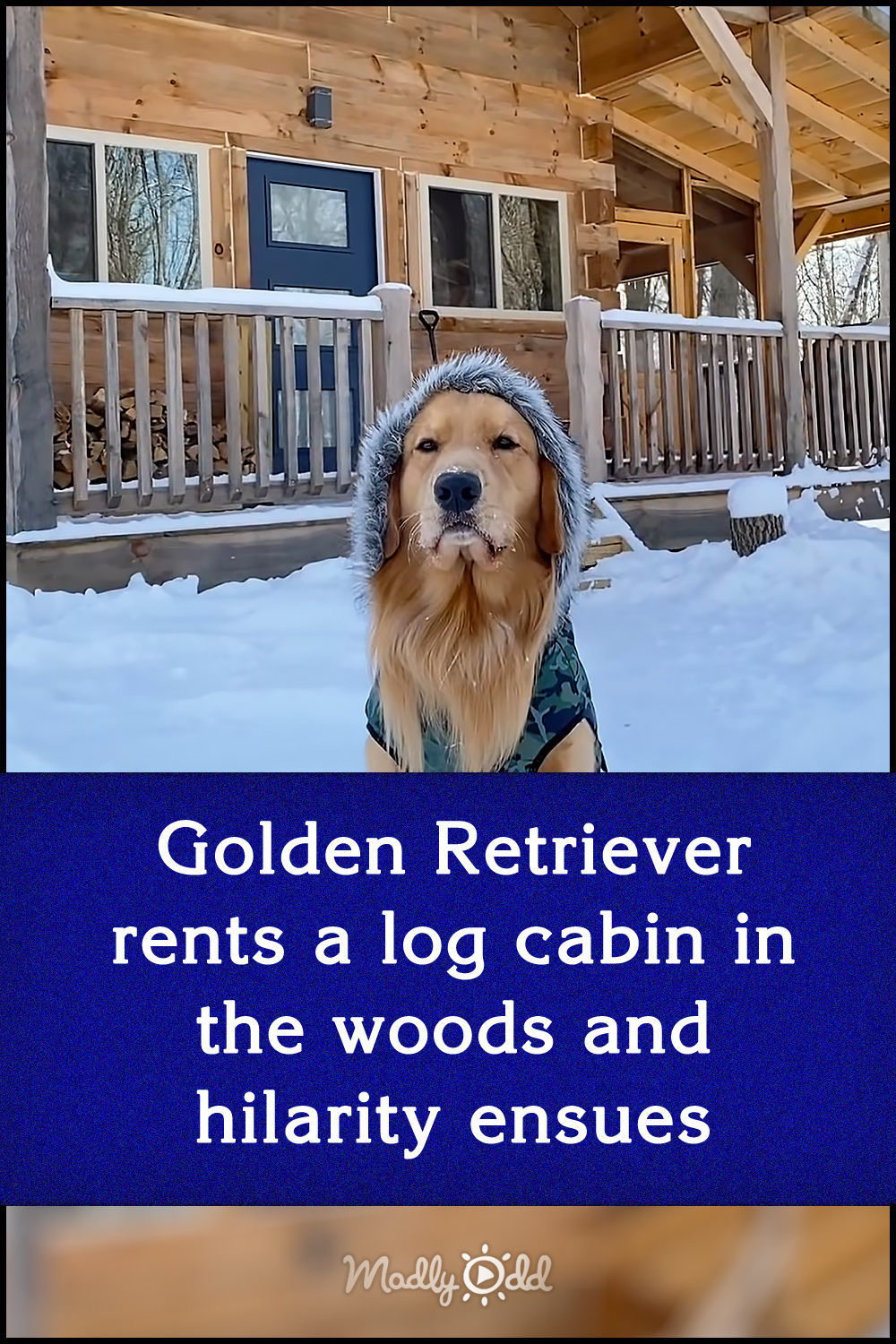 Golden Retriever rents a log cabin in the woods and hilarity ensues