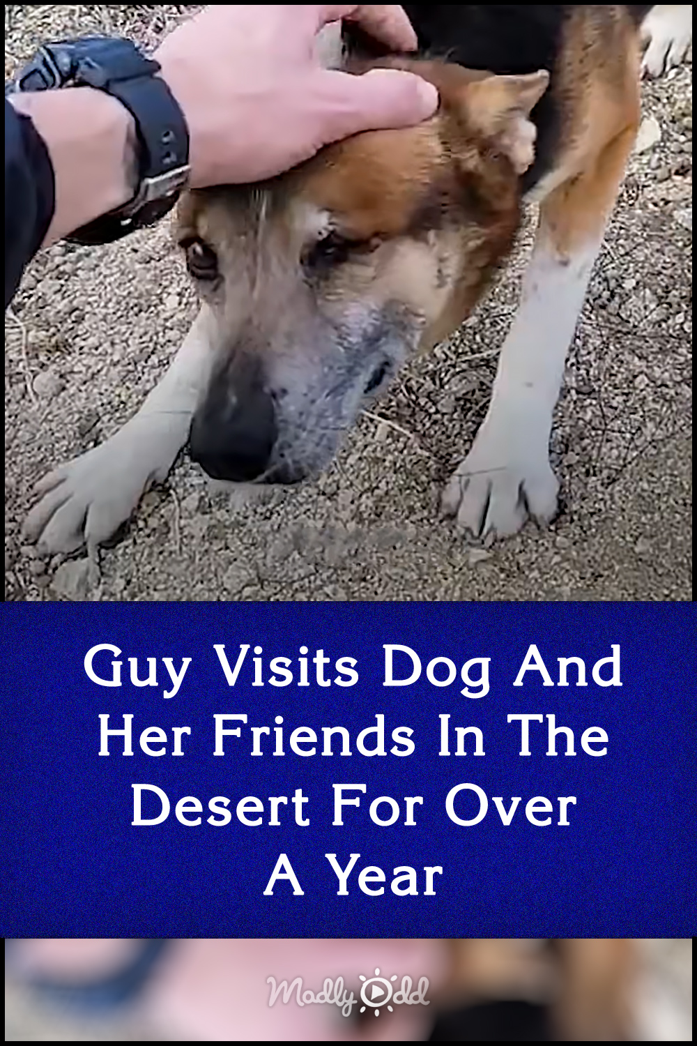 Guy Visits Dog And Her Friends In The Desert For Over A Year