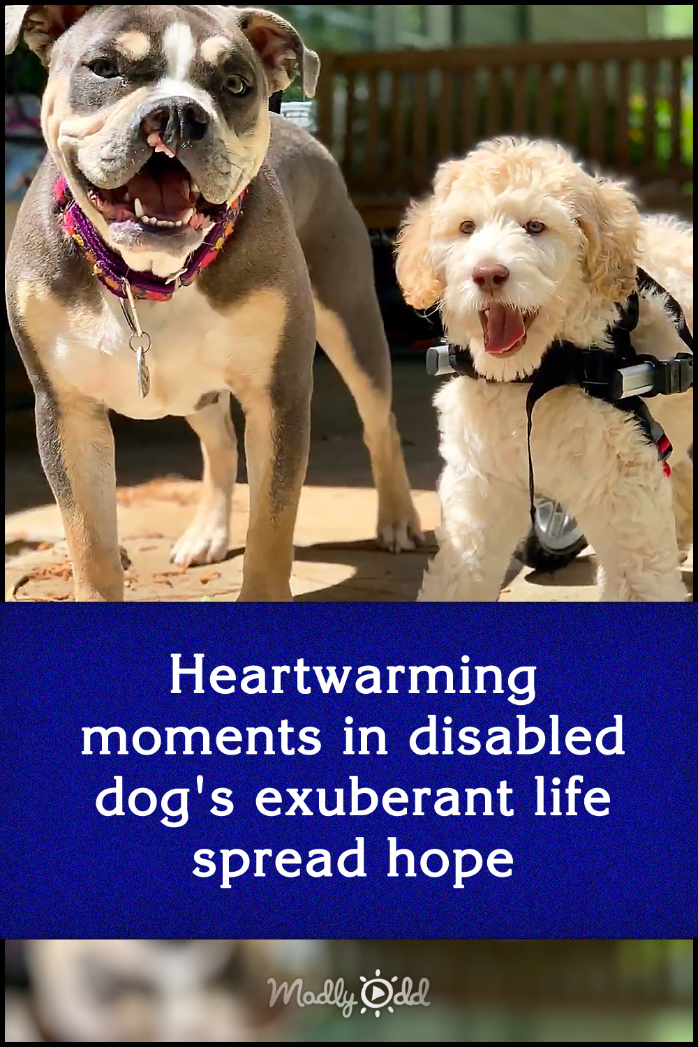 Heartwarming moments in disabled dog\'s exuberant life spread hope