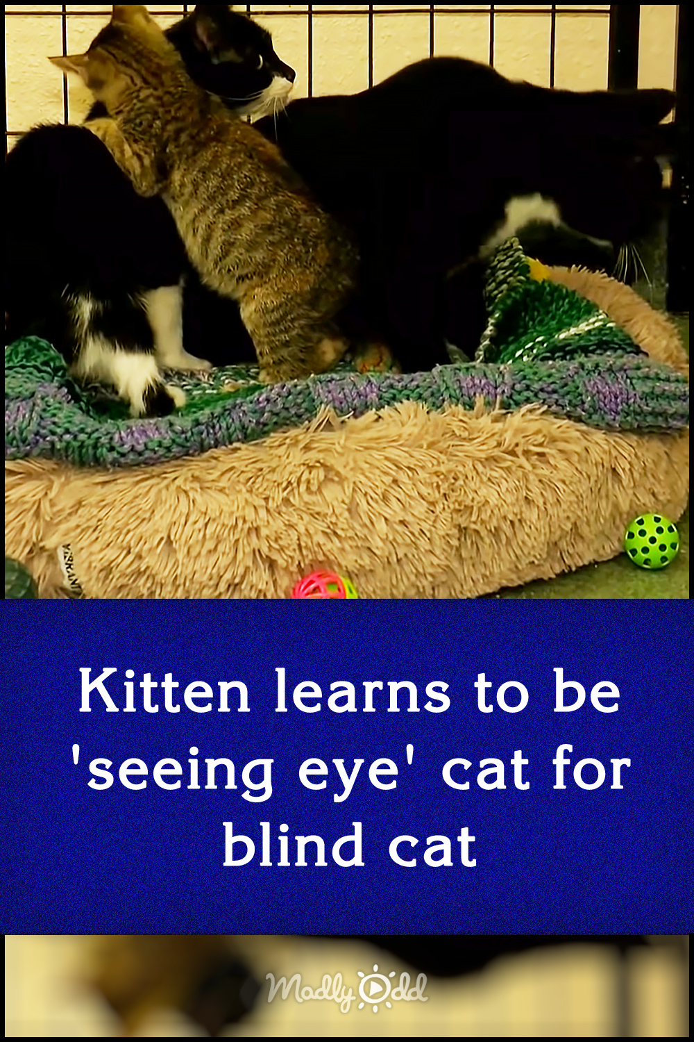 Kitten learns to be \'seeing eye\' cat for blind cat