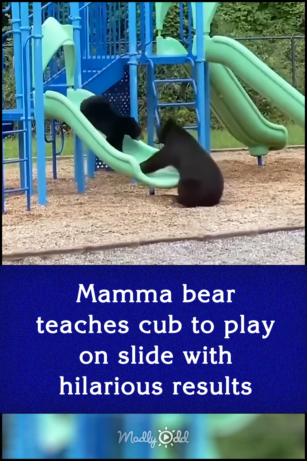 Mamma bear teaches cub to play on slide with hilarious results