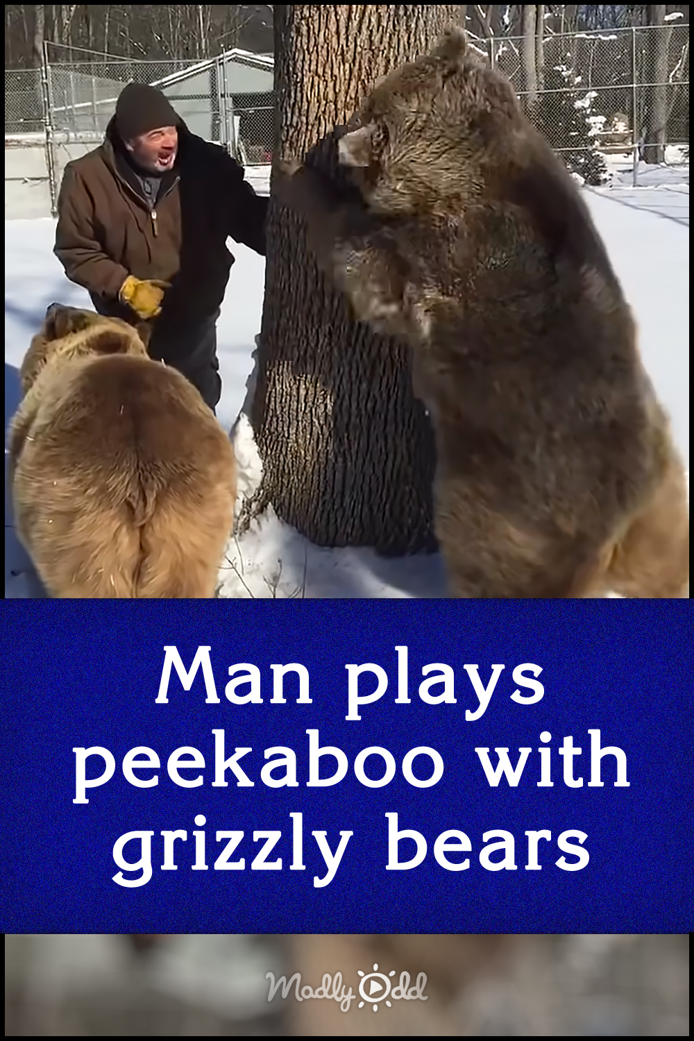 Man plays peekaboo with grizzly bears