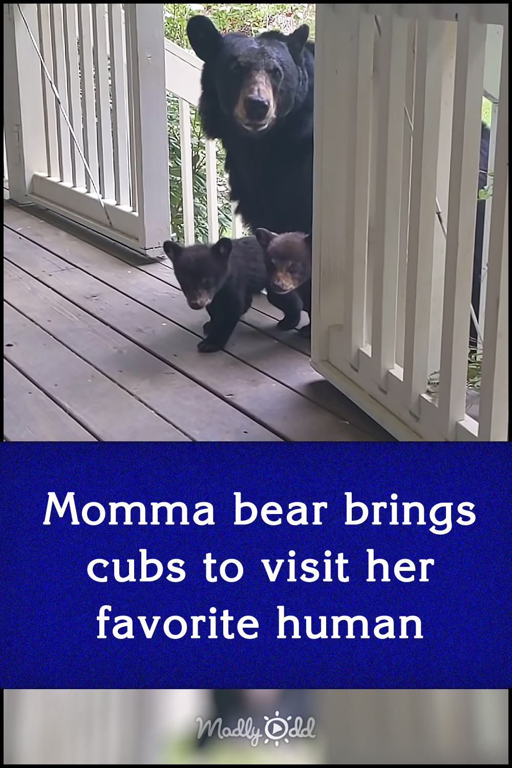 Momma bear brings cubs to visit her favorite human