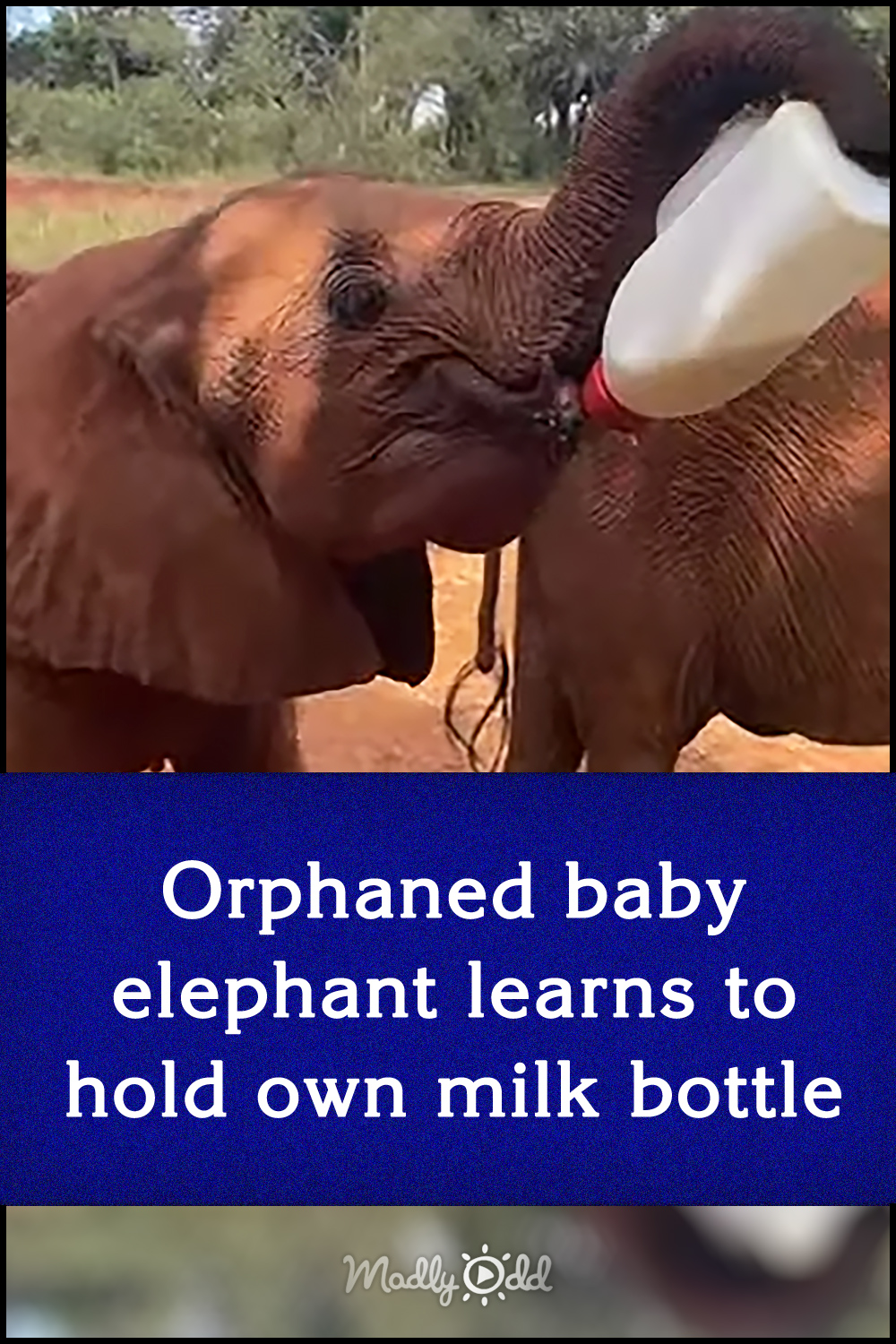 Orphaned baby elephant learns to hold own milk bottle