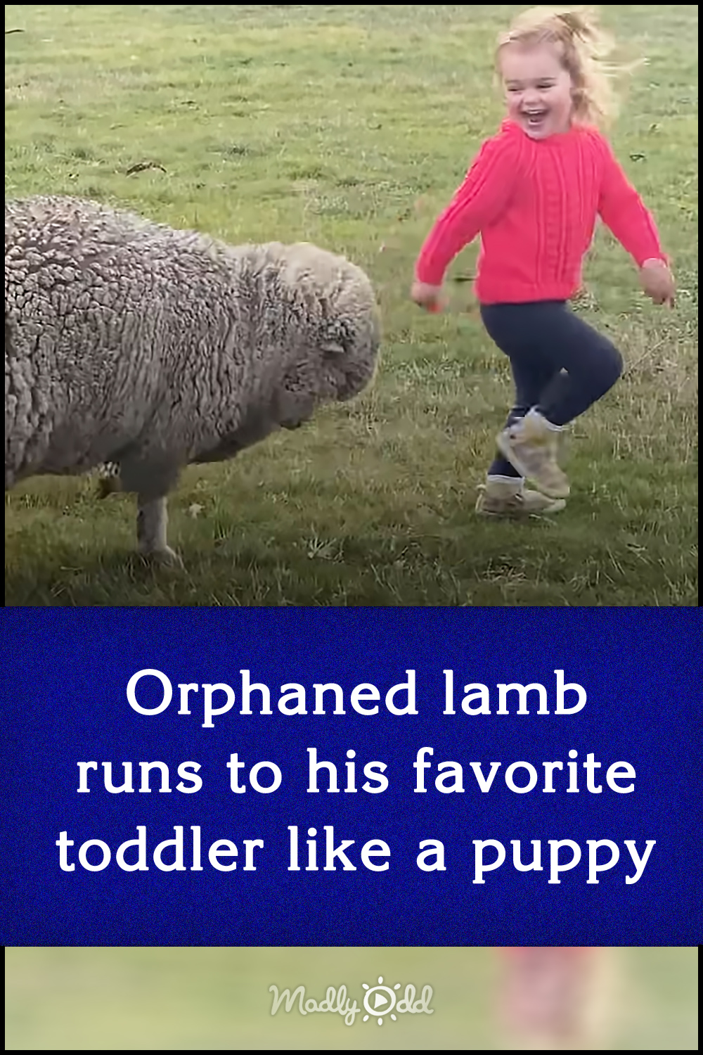 Orphaned lamb runs to his favorite toddler like a puppy