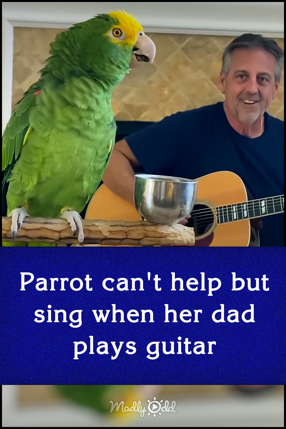 Parrot can\'t help but sing when her dad plays guitar