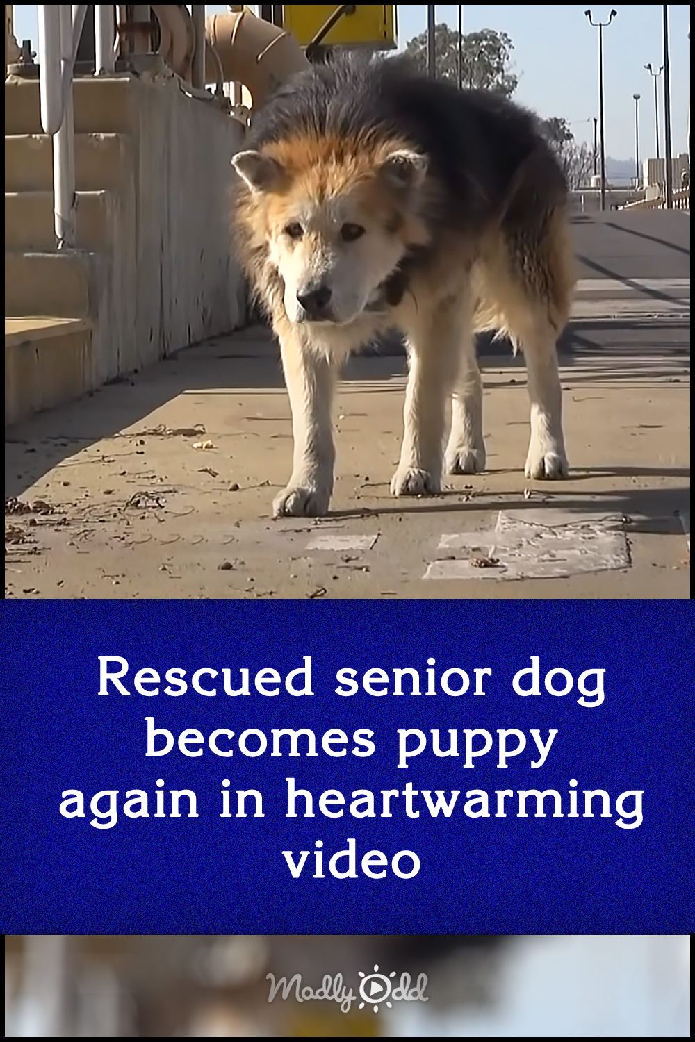 Rescued senior dog becomes puppy again in heartwarming video