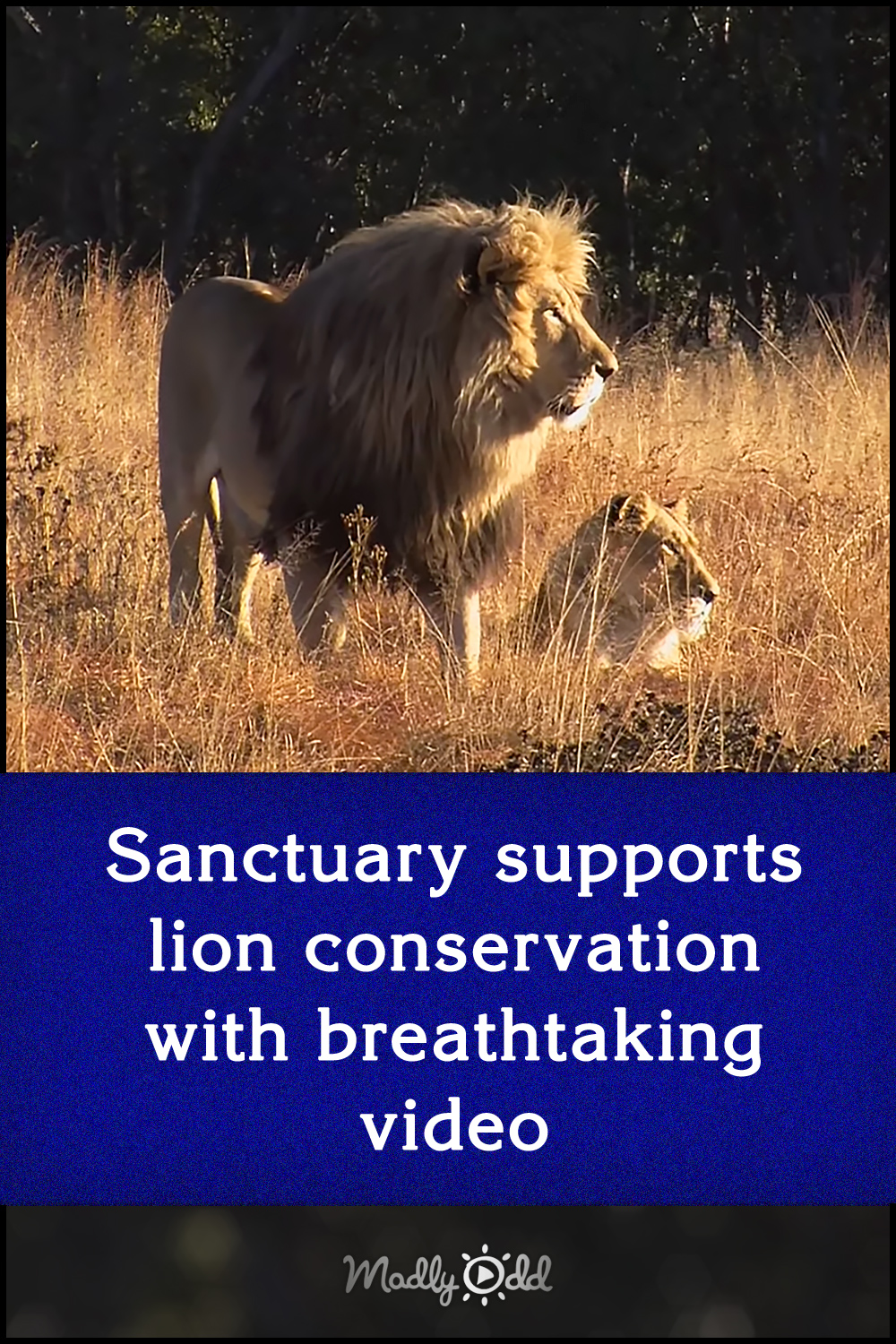 Sanctuary supports lion conservation with breathtaking video
