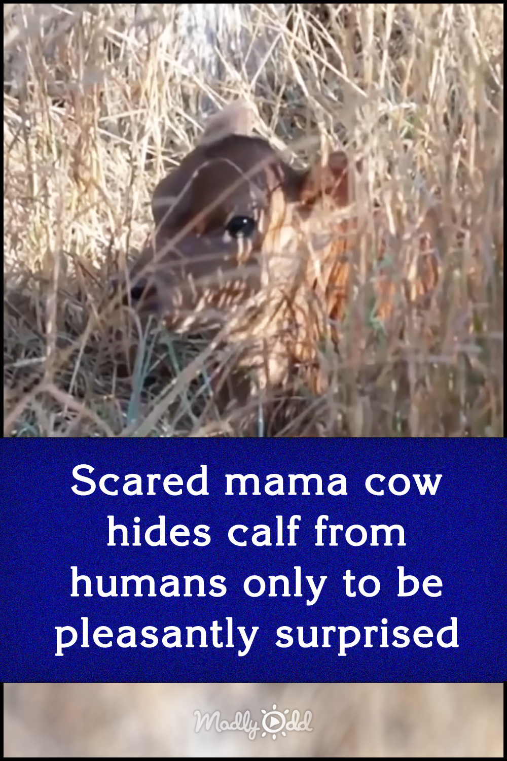 Scared mama cow hides calf from humans only to be pleasantly surprised
