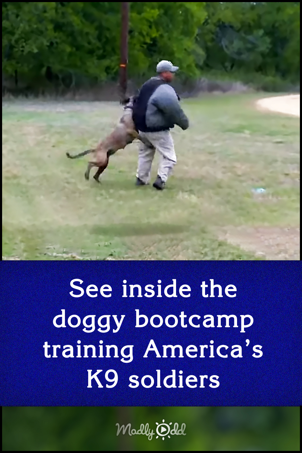 See inside the doggy bootcamp training America’s K9 soldiers