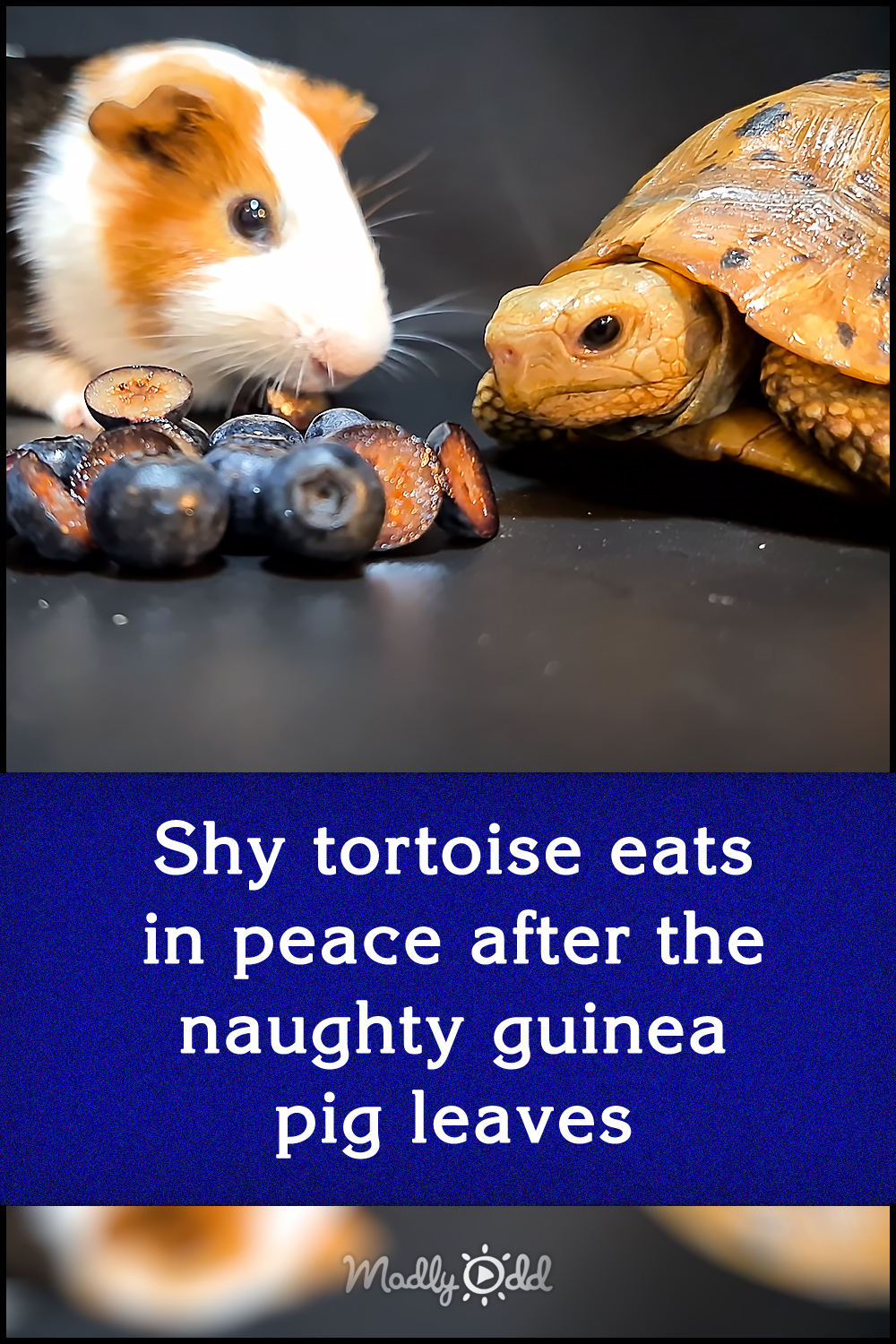 Shy tortoise eats in peace after the naughty guinea pig leaves