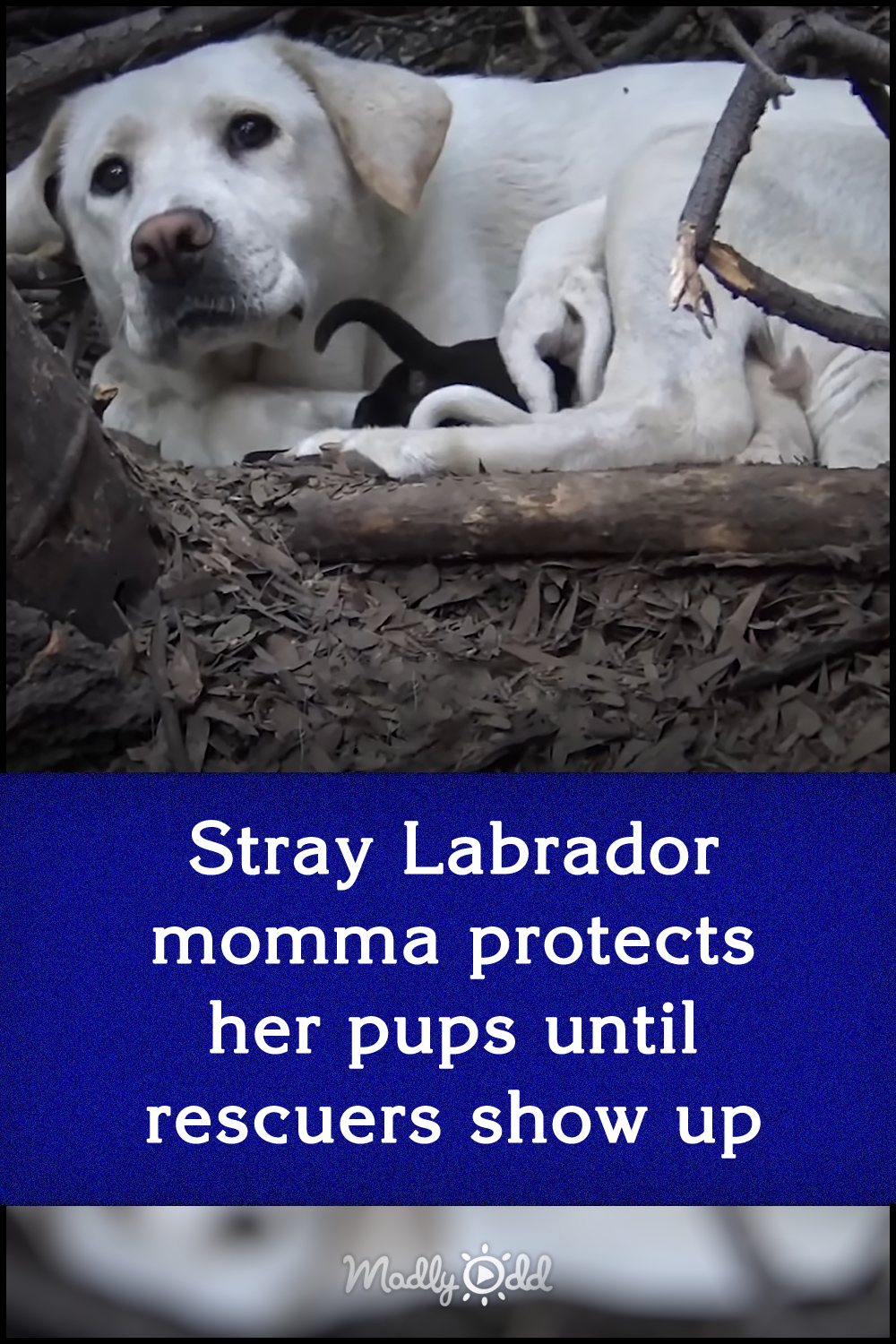 Stray Labrador momma protects her pups until rescuers show up