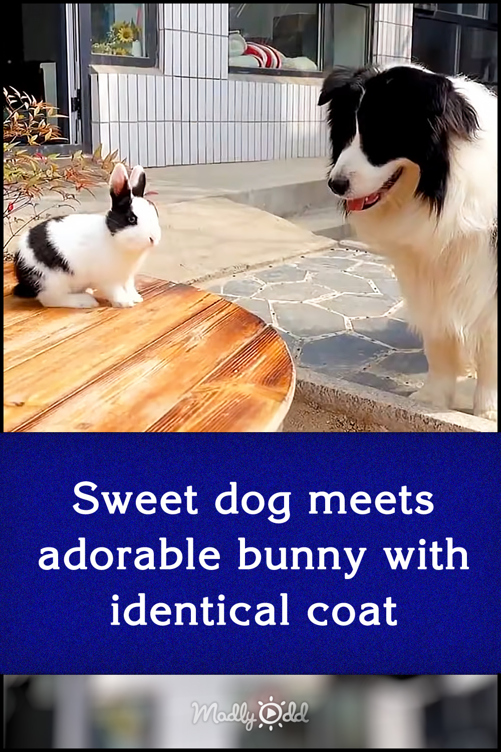 Sweet dog meets adorable bunny with identical coat