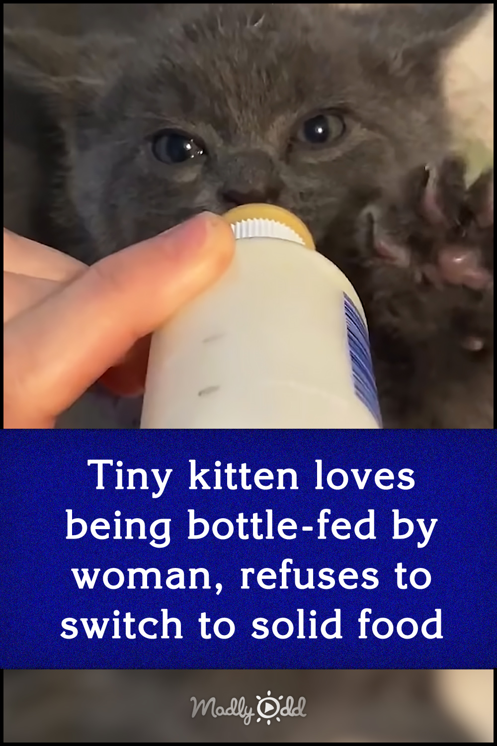 Tiny kitten loves being bottle-fed by woman, refuses to switch to solid food