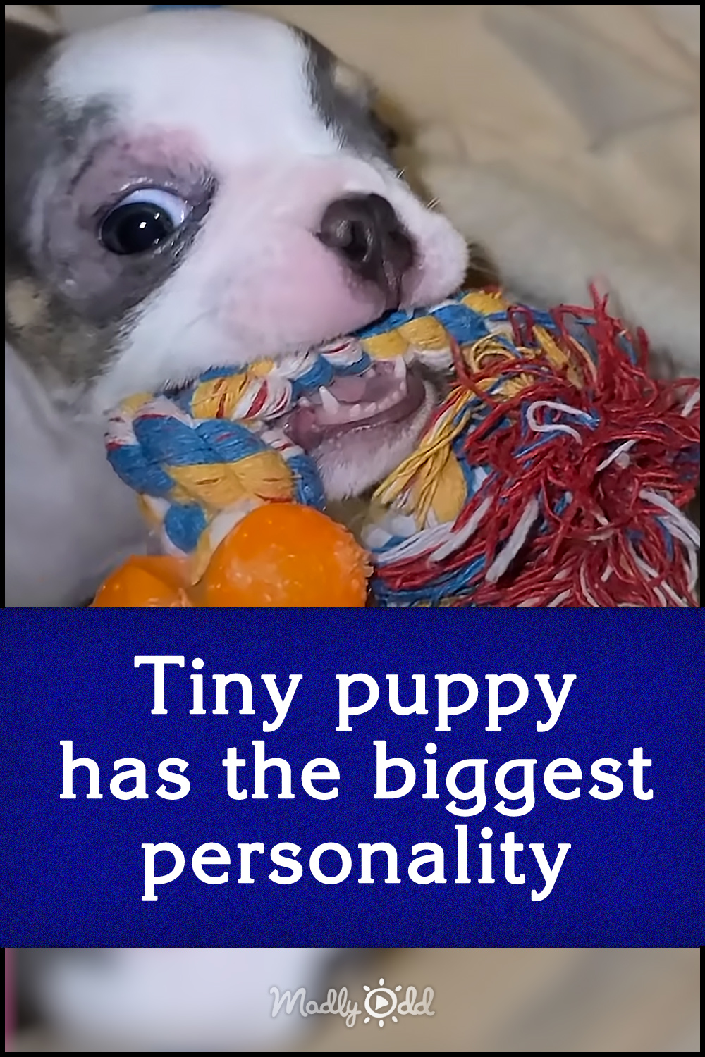 Tiny puppy has the biggest personality