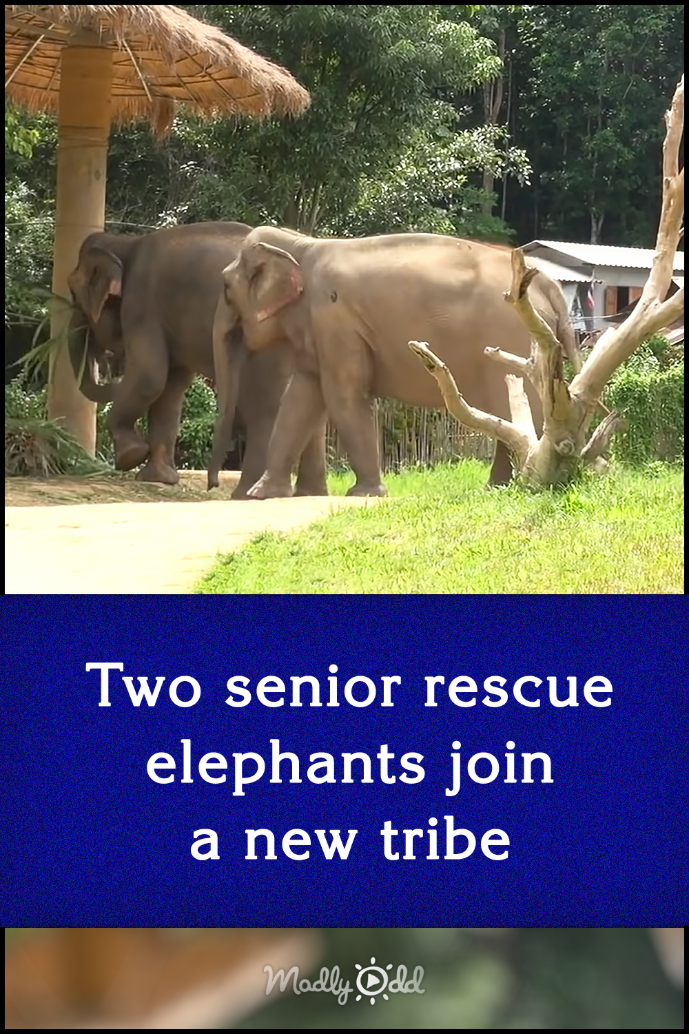 Two senior rescue elephants join a new tribe