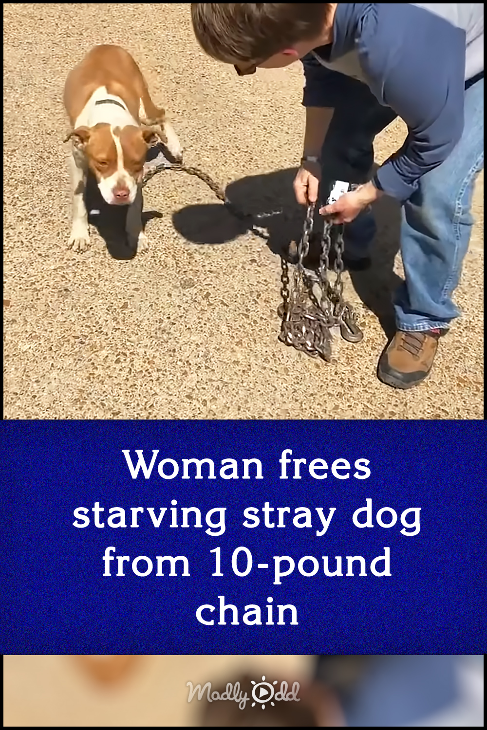 Woman frees starving stray dog from 10-pound chain