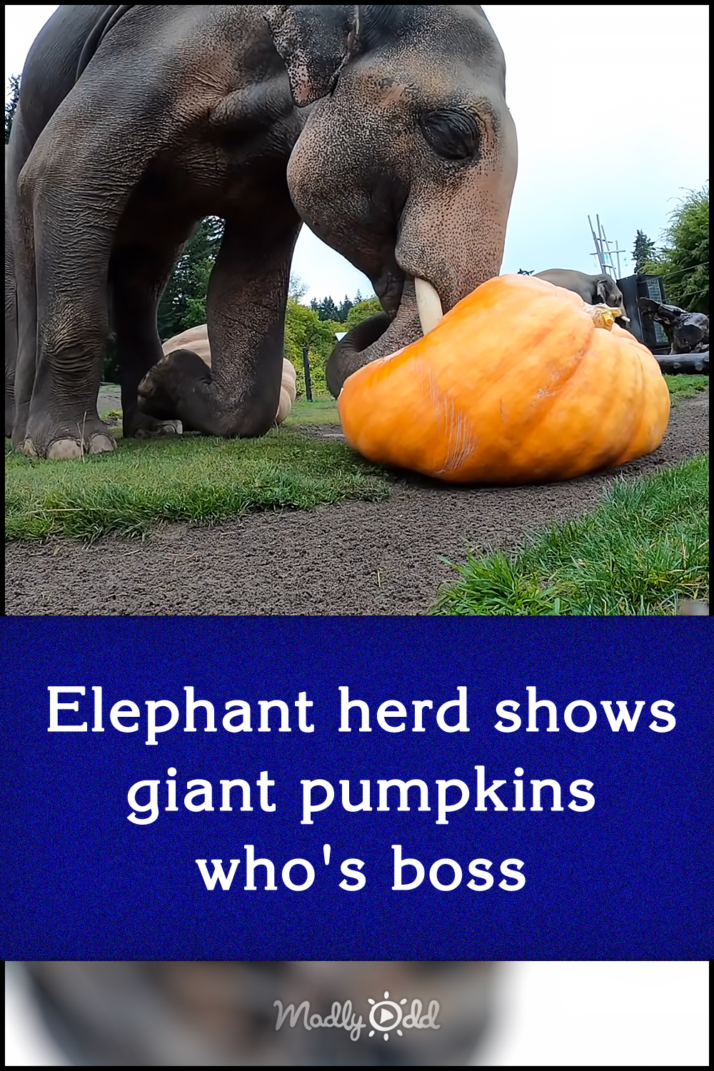 Elephant herd shows giant pumpkins who\'s boss