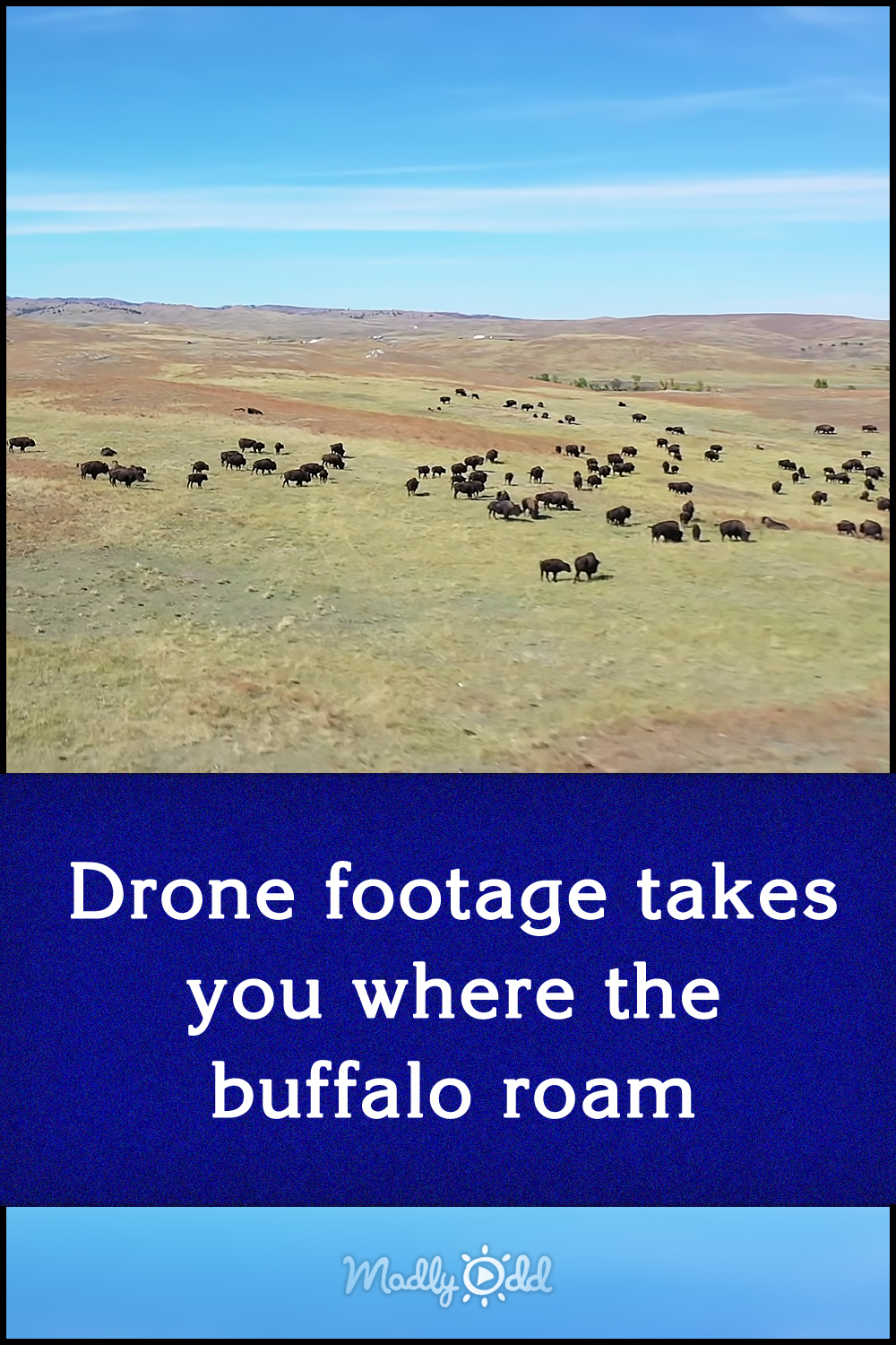 Drone footage takes you where the buffalo roam