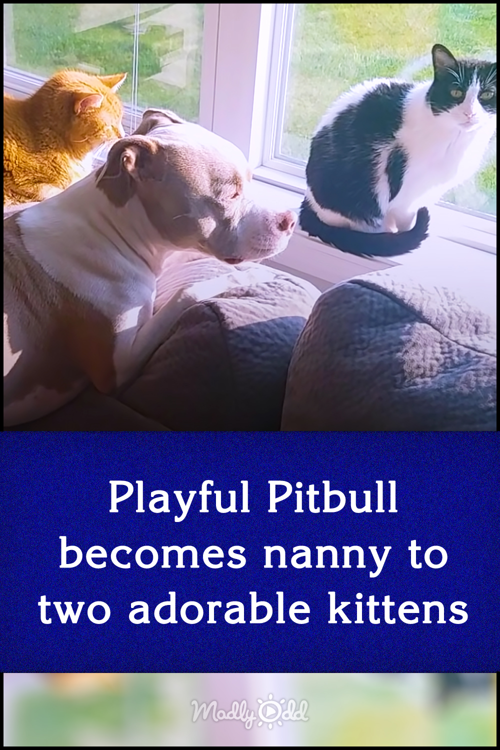 Playful Pitbull becomes nanny to two adorable kittens
