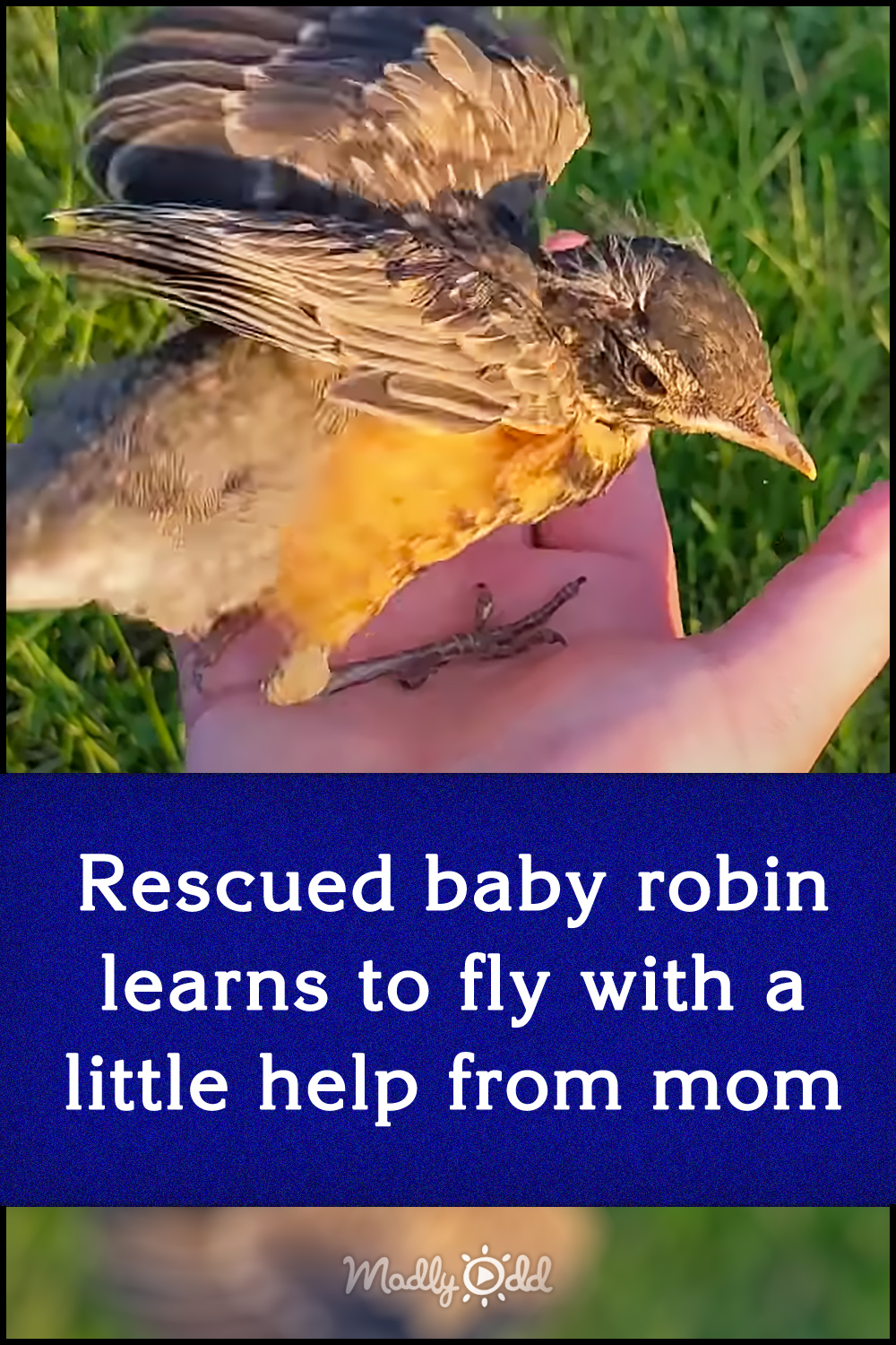 Rescued baby robin learns to fly with a little help from mom